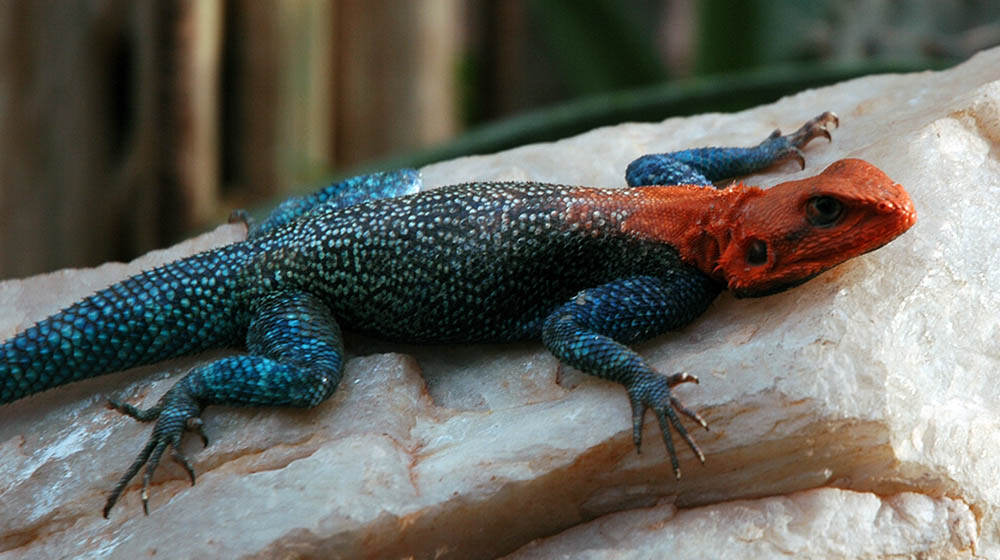 Colourful lizard