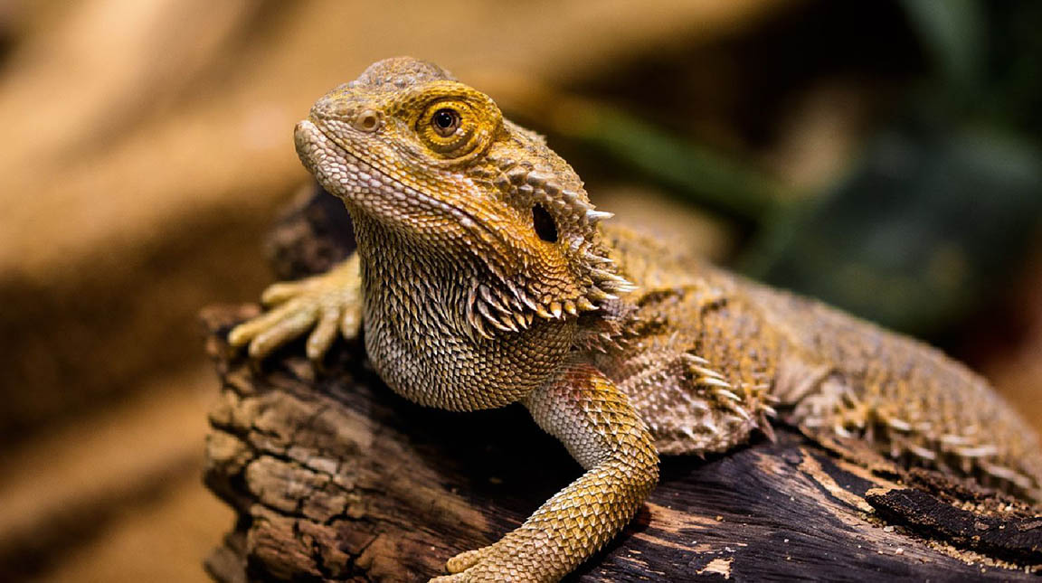 a bearded dragon