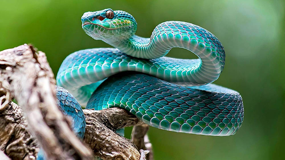 Blue viper snake