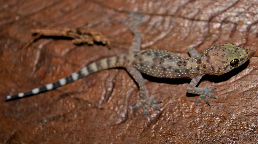 Gecko lizard