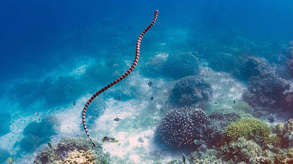 Sea snake